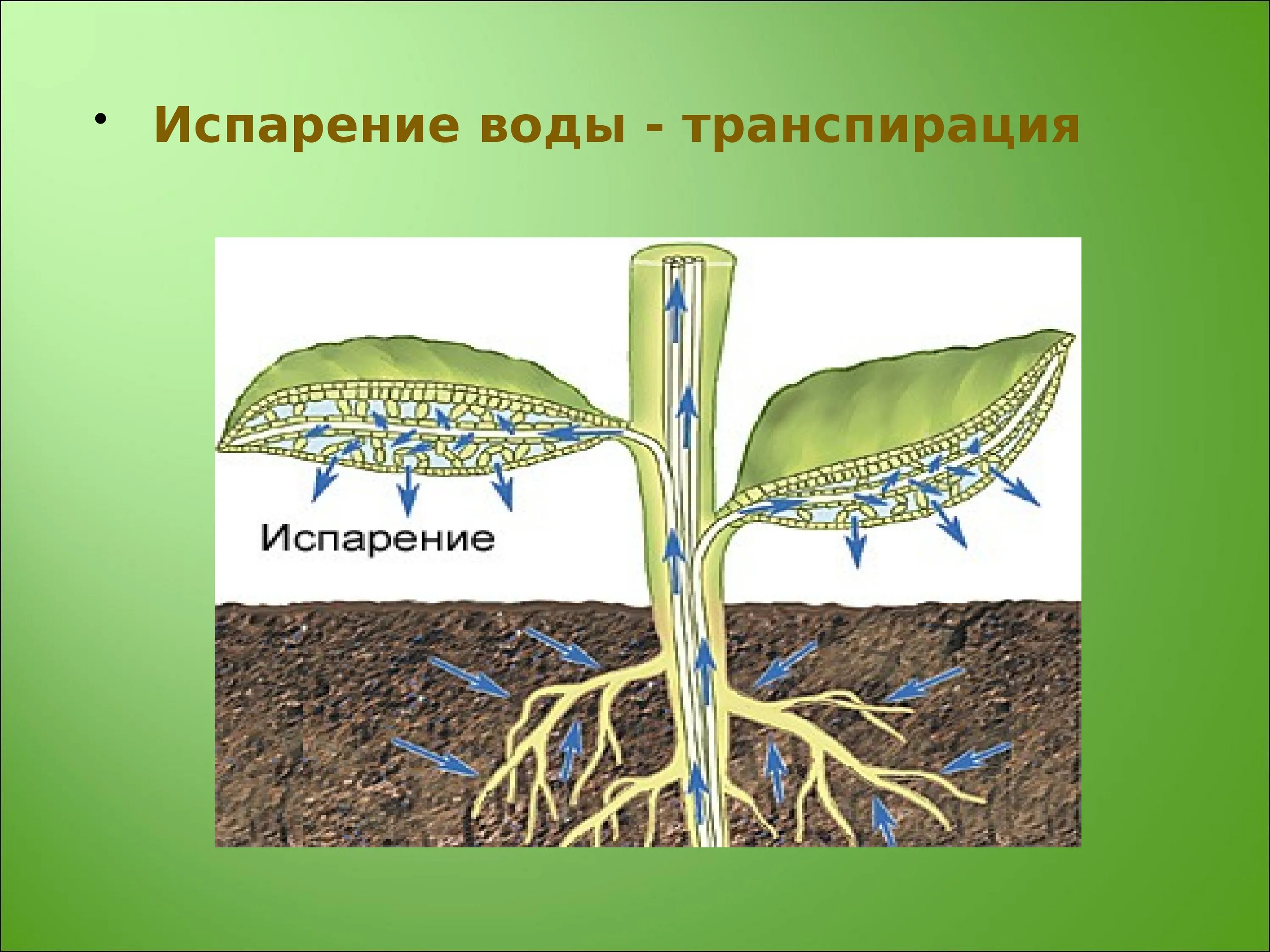 Установите последовательность поступления воды в корень. Кутикулярная транспирация. Устьичная транспирация. Транспирация у растений. Транспирация испарение воды.