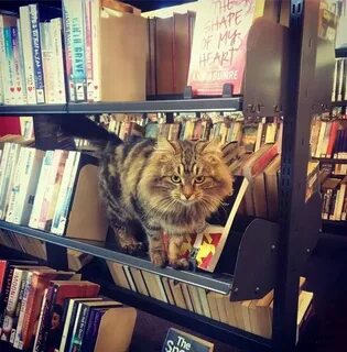 Библиотека кота мортимера