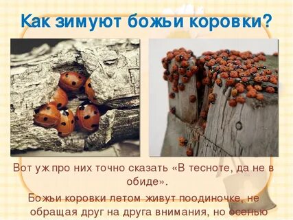Когда божьи коровки впадают в спячку