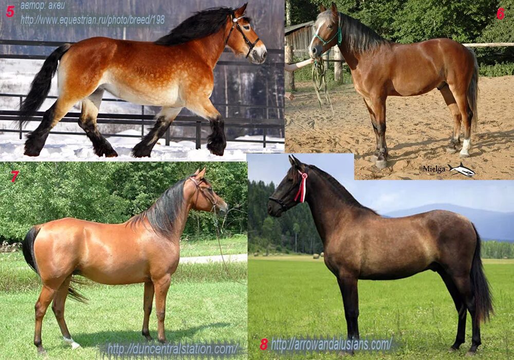 File:Dilution Gene - Champagne Horses.jpg - Wikipedia