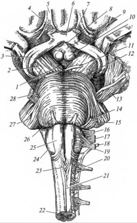 Вентральная поверхность продолговатого мозга. Ствол мозга вентральная поверхность. Дорсальная поверхность ствола головного мозга. Ствол мозга вид спереди.