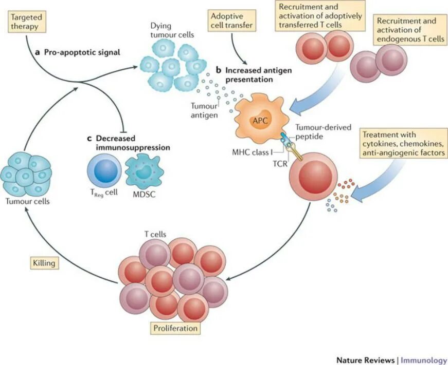 Transfer cell. Процесс метастазирования. иммунология фон. t cells cancer. cell therapy.