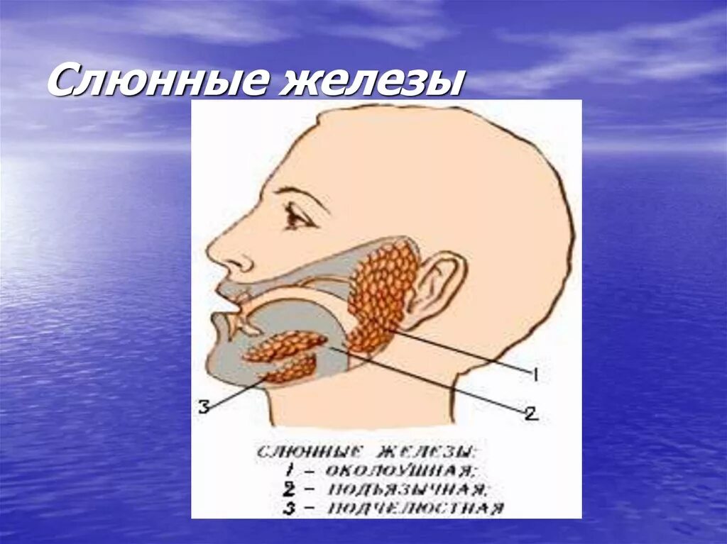 К слюнным железам относят. К слюнным железам относят