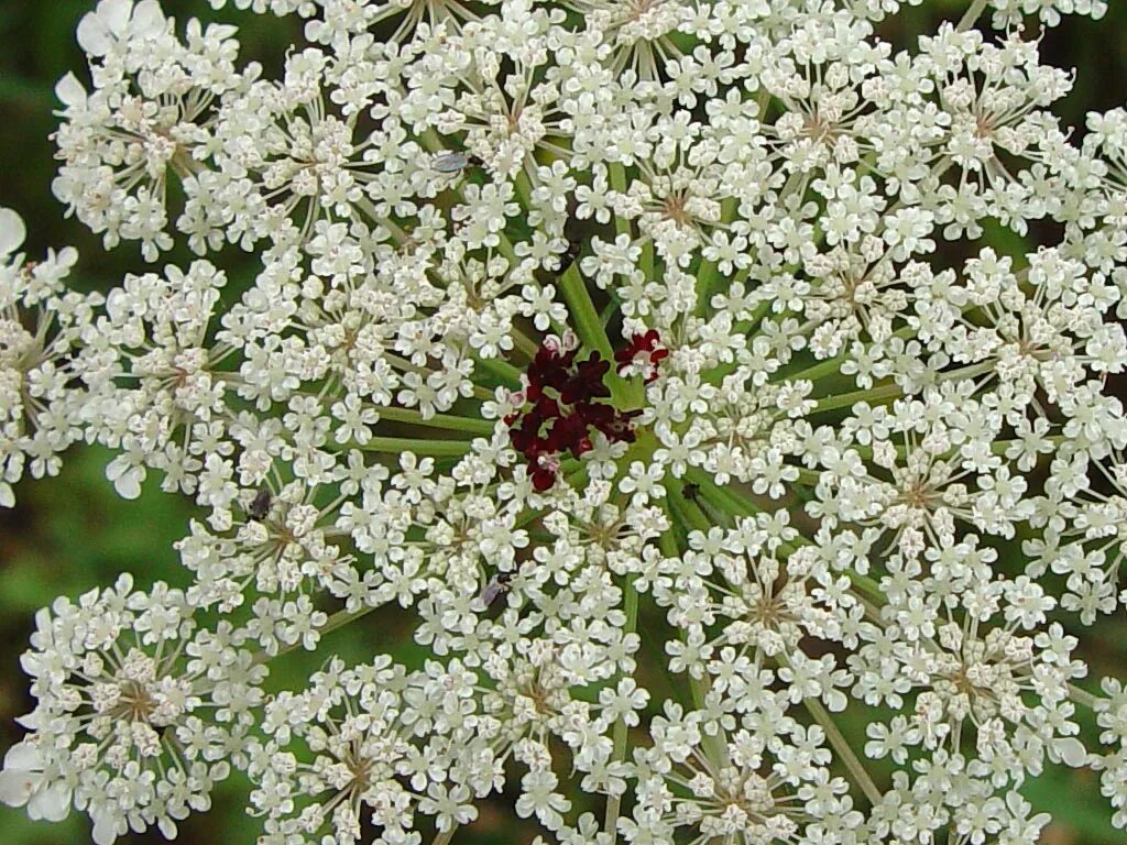 Свойства фото. Сорняк Дикая морковь. Дикая морковь лечебные. Дикая морковь народная медицина. Белое соцветие с морковными листьями.