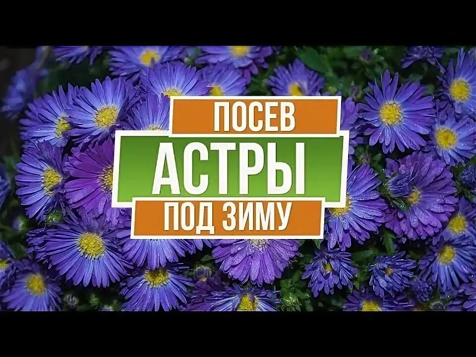 Как посеять астры в зиму открытый грунт. Посев астры. посеять астру на рассаду. если посеять астры в январе. когда сеять астры.