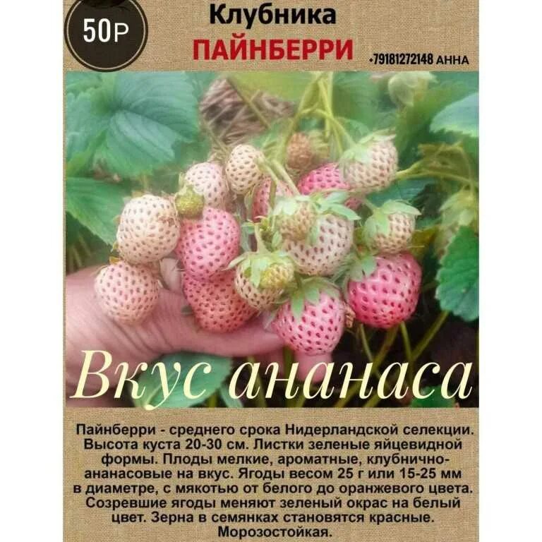 Купить саженцы клубники Ананасная - Клубничная королева