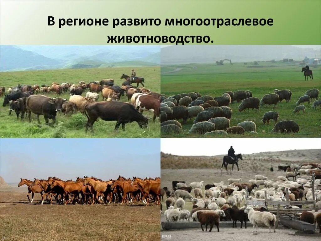 Какое животноводство развито в краснодарском крае. Отрасли животноводства в дагестане. животноводство северного кавказа. скотоводство на кавказе. экономика животноводства.