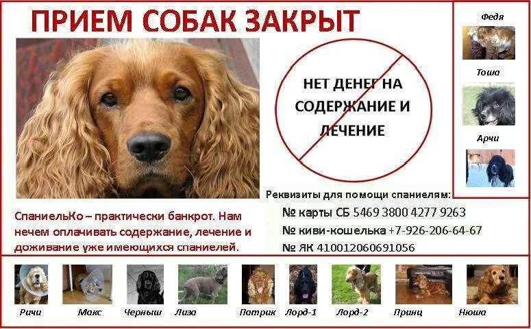 Содержание собак кратко. Собака на приеме. прием собачка. осторожно спаниель. прием прием собака.