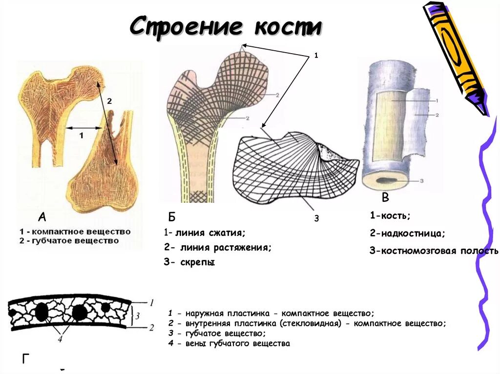 На рисунке изображено строение кости. Строение компактного и губчатого вещества кости. Губчатая кость внутреннее строение. Губчатая и компактная костная ткань. Губчатая кость компактное и губчатое вещество.