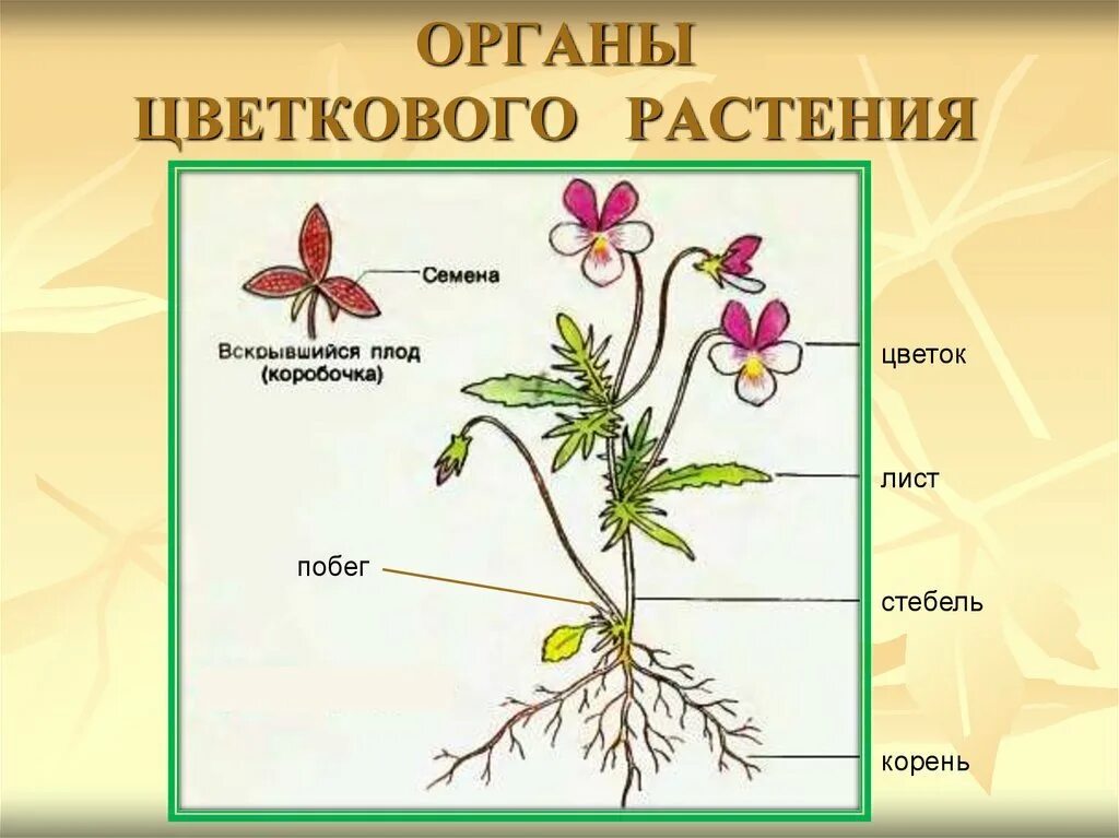 Органы цветковых растений стебель. Строение органов цветкового растения. Строение побега цветкового растения. Цветковое растение и его органы: корень и побег. Назовите органов цветковых растений