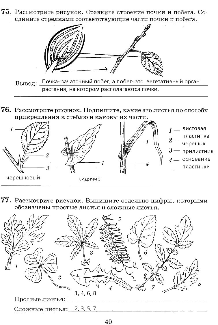 Контрольная лист 6 класс биология. Рабочие листы по биологии. Строение почки и побега. Задания по биологии. Сравните строение почки и побега.