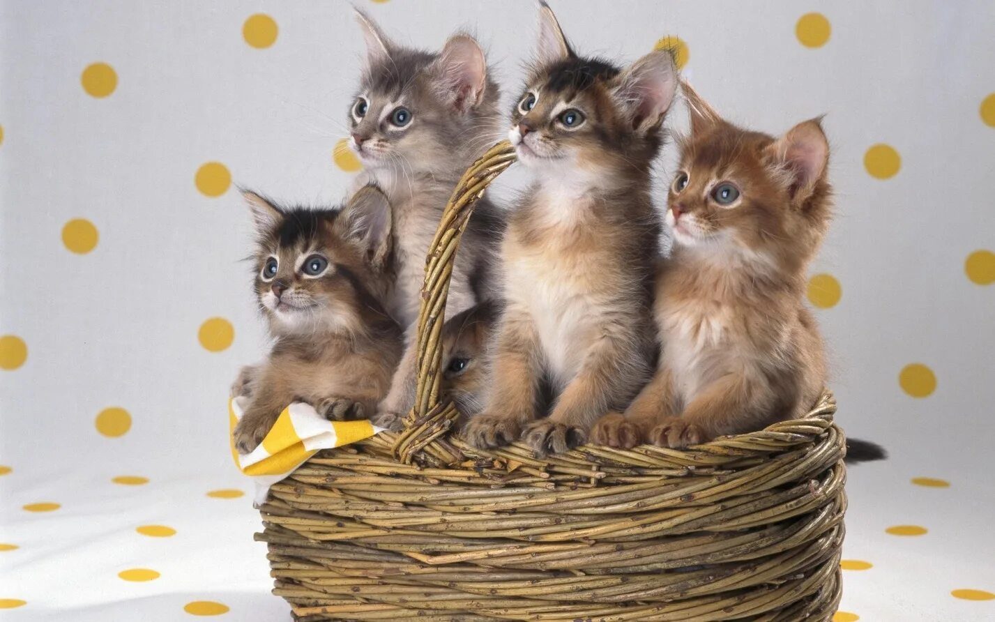 Про котиков лучше