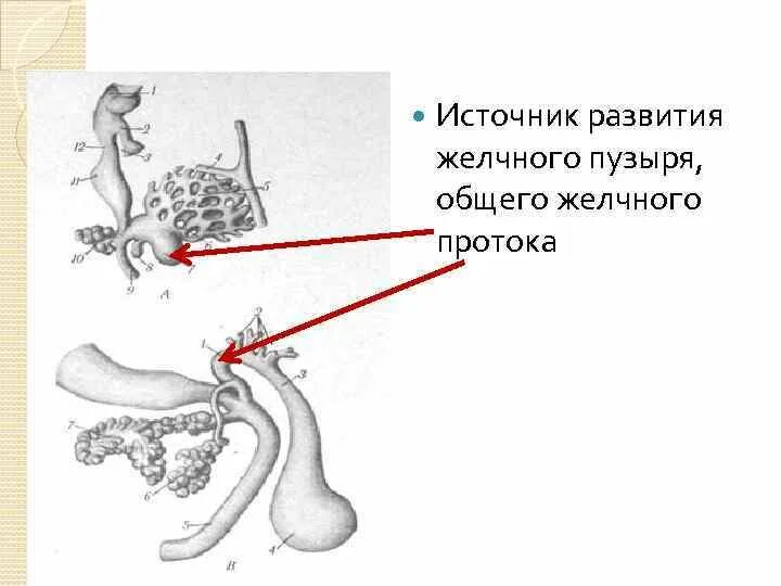 Источник развития желчного пузыря. Аномалии развития желчного пузыря. Источник развития печени. Развитие желчного пузыря