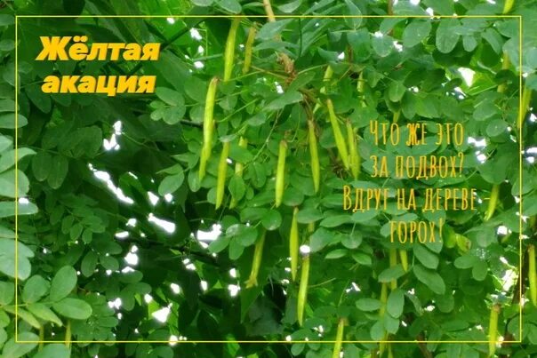 Дерево акация фото и описание Акация: обзор основных разновидностей, описание