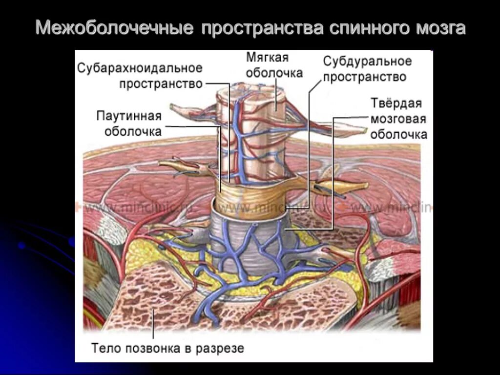 Какие оболочки мозга. Оболочки мозга и МЕЖОБОЛОЧЕЧНЫЕ пространства. Оболочки и МЕЖОБОЛОЧЕЧНЫЕ пространства спинного мозга. Субарахноидальное пространство спинного мозга. Субарахноидальное пространство между оболочками спинного мозга.