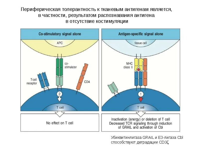 Тканевые антигены. Составление схемы двойного распознавания антигена. Распознавание антигена иммунология. Периферическая толерантность. Распознавание антигенов cd4.