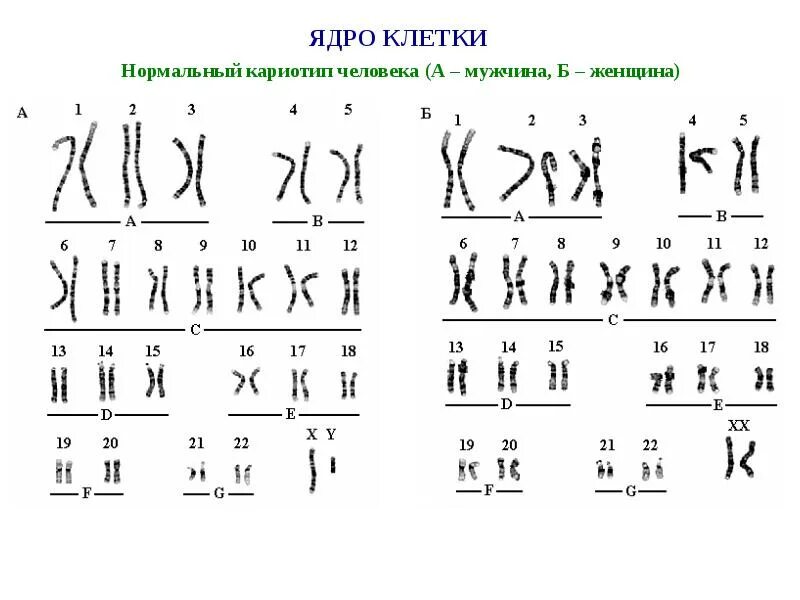 Кариотип человека определяют