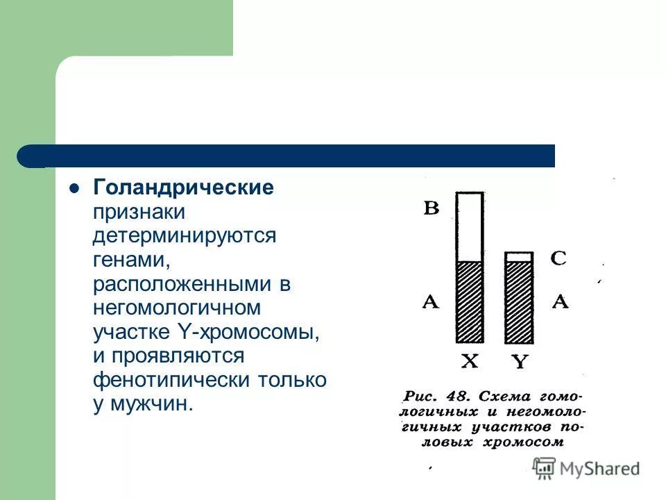 Аллельные гены расположены гомологических хромосом. Локализация генов в х хромосоме. Наследование признаков человека сцепленных с полом. Признаки определяемые генами расположенными в. Наследование признаков сцепленных с полом.