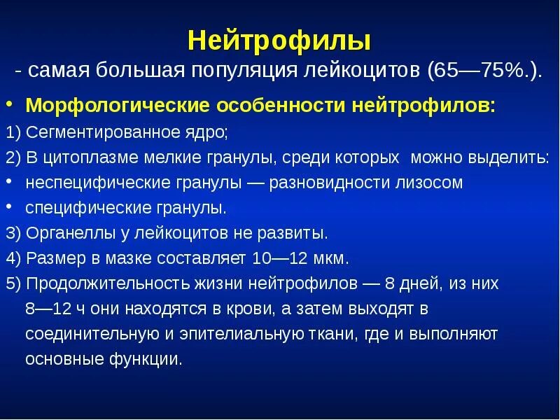 1 функции лейкоцитов. Морфофункциональные особенности нейтрофилов. Морфофункциональная характеристика нейтрофил. Морфофункциональная характеристика лейомиоцитов.. Общая характеристика лейкоцитов.