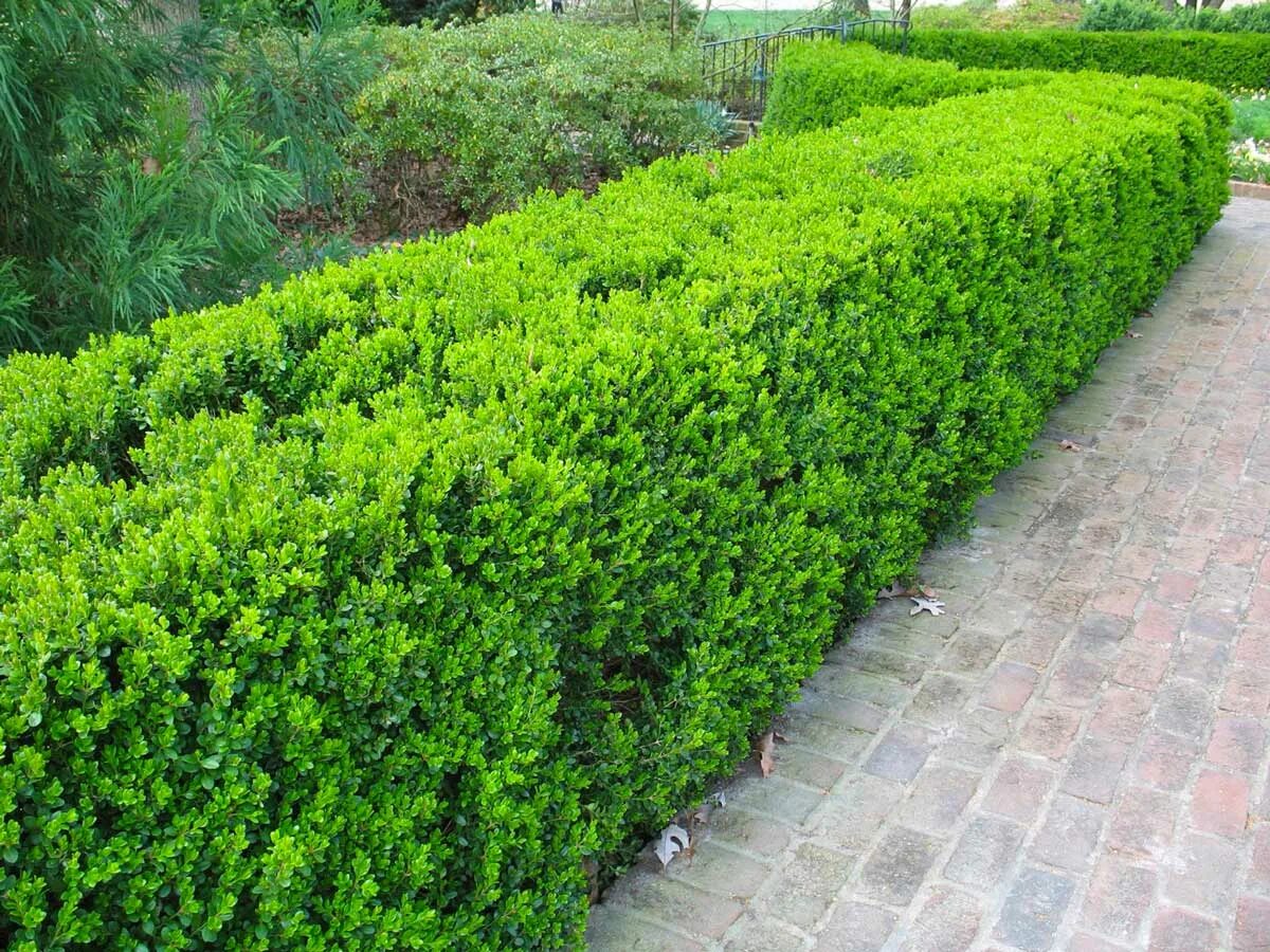 Куст 1 2. Самшит буксус. buxus sempervirens самшит. buxus sempervirens изгородь. буксус (самшит) куст.