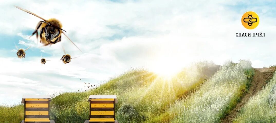 Скачай игру спасай пчел. Спасение пчел. Пчёлы и экология. Пейзаж с пчелами. Спаси пчелу.
