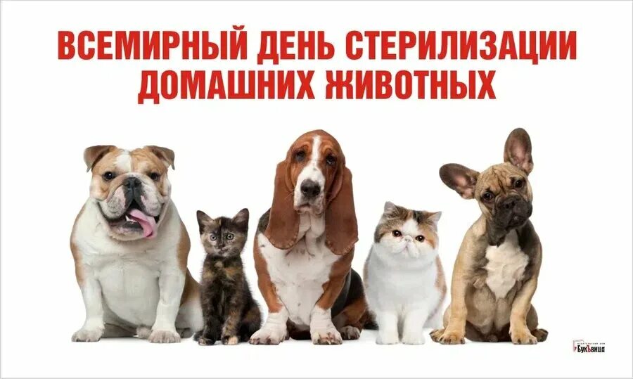 Страхование животных