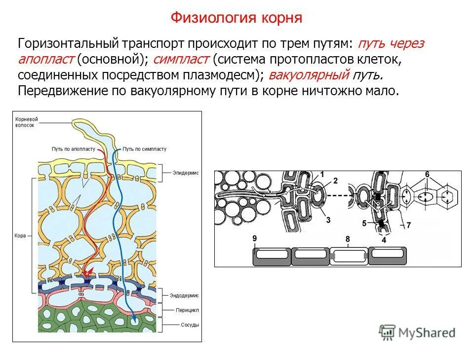 схема продвижения веществ поглощенныхкорневыми волосками. передвижение веществ по симпласту и апопласту. передвижение минеральных веществ в растении. схема движения веществ поглощенных корнем. минеральное и корневое питание растений.