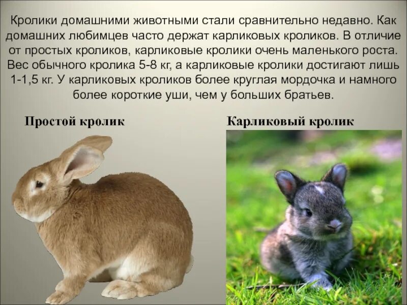 К какому классу относится кролик. Рассказать о кролике. Сообщение о кролике. Описание кролика. Сообщение о домашних животных.