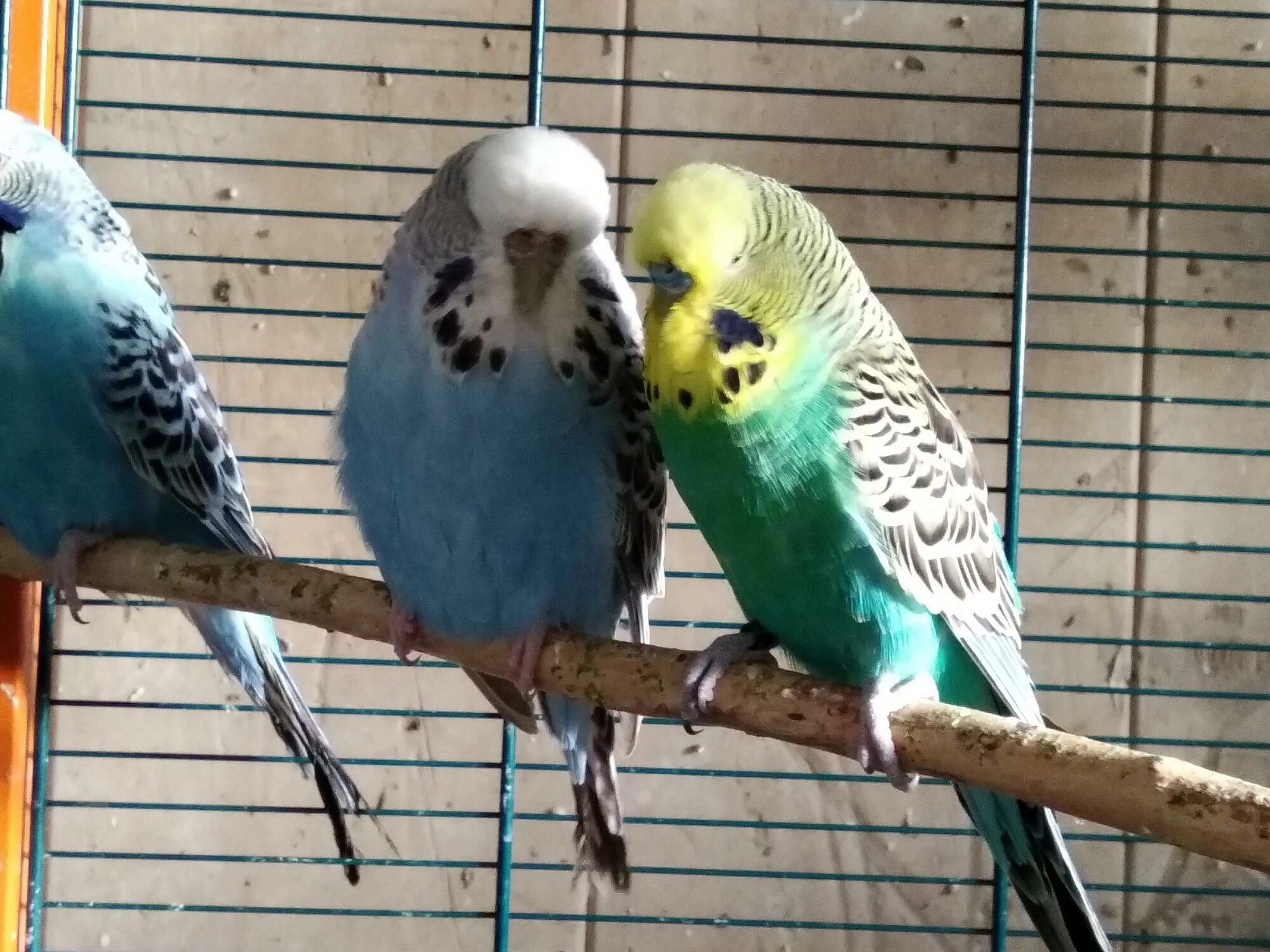 выставочный волнистый попугай чех. полу выставочные попугаи чехи. выставочный волнистый попугай чех. волнистый попугай чех. выставочный волнистый попугай чех.