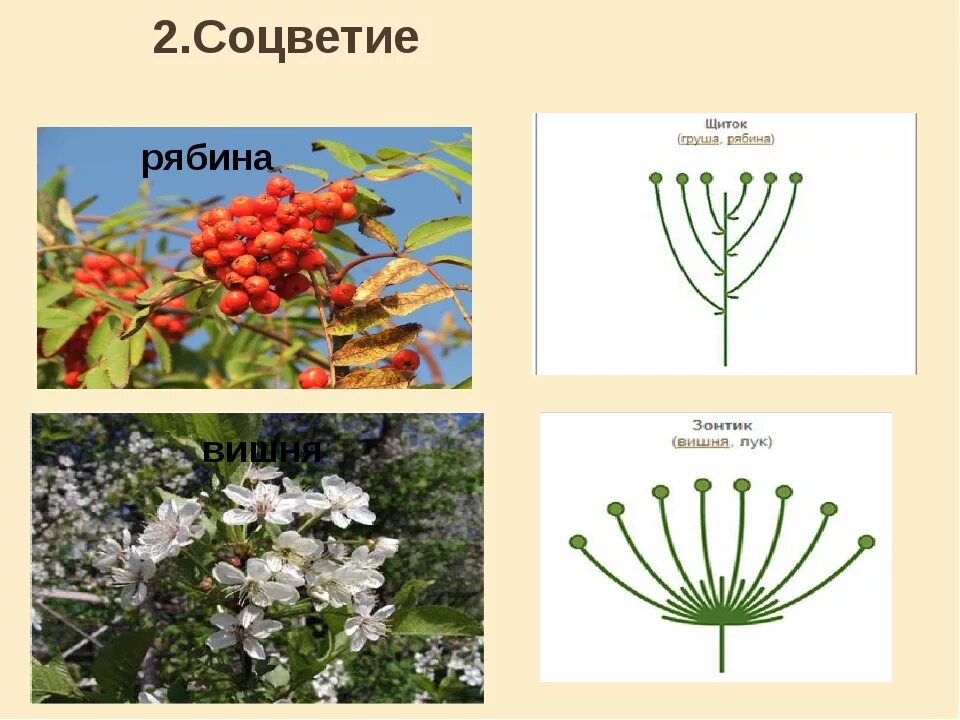 Соцветие розоцветных растений. Спирея соцветие щиток. Соцветия вишни биология. Яблоня соцветие щиток. Щиток у каких растений