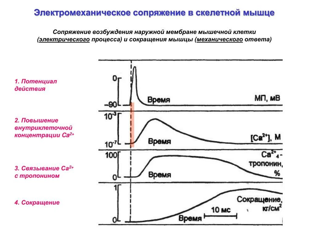 Мышечная сократимость нервная возбудимость. Электромеханическое сопряжение возбуждения и сокращения. Фазы потенциала действия мышечного волокна. Электромеханическое сопряжение в скелетных мышцах. Фазы потенциала действия мышечного волокна график.