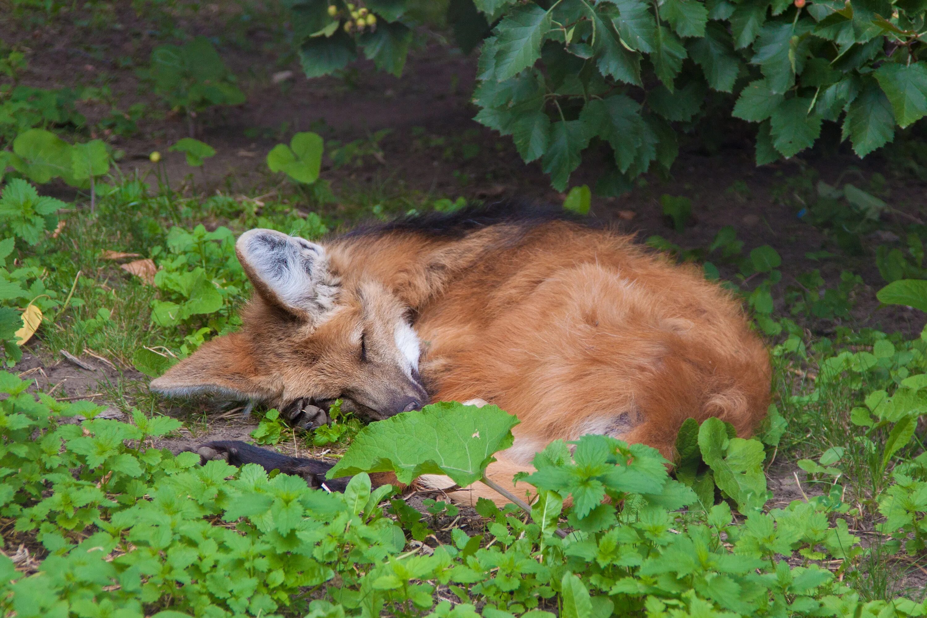 Затаивание лисицы в укромном месте перед нападением. Лиса под кустом. Лис в кустах. Лисы в дикой природе.