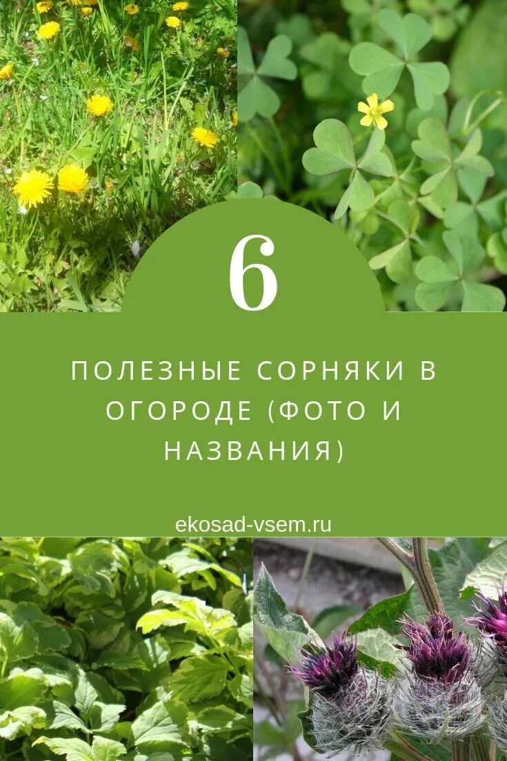 Сорняки на огороде. Сорные растения, сорняки. Сорняки на огороде названия. Сорная трава на огороде. Полезные сорняки