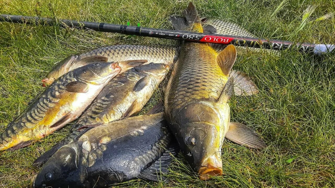 Поймал карпа. Карп на боковой кивок. Ночная рыбалка на сазана. Сазан толстолобик. Карп на боковой кивок.