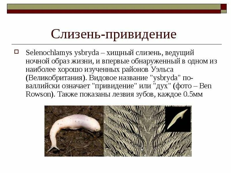 Отсутствием какого важного элемента отличается слизень. Selenochlamys ysbryda. презентация на тему слизни. ведёт ли ночной образ жизни слизень.