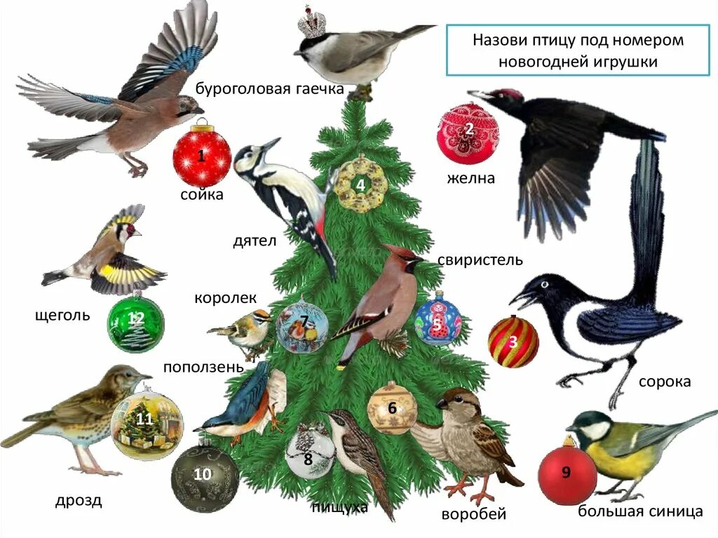 Как зовут птицу которая. Как зовут птиц. как называется птица под номером 5. желна и сойка. как зовут эту птицу.