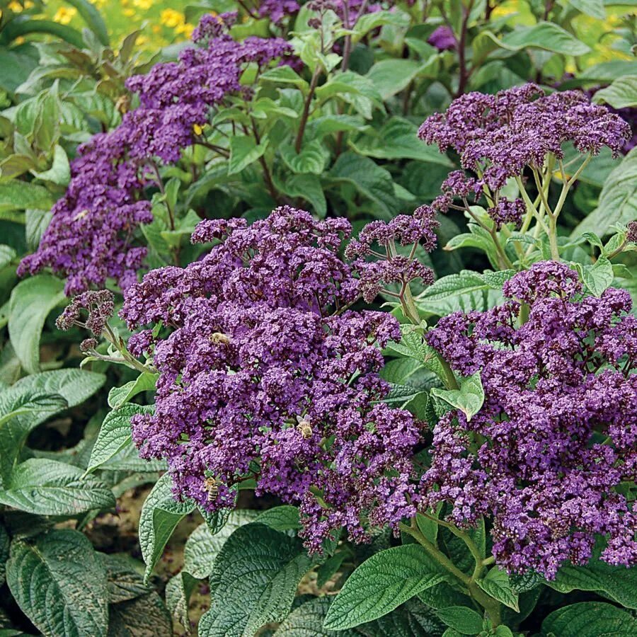 Как посеять гелиотроп. Гелиотроп (растение). Однолетник гелиотроп. Гелиотроп морской бриз. Гелиотроп одиссей.