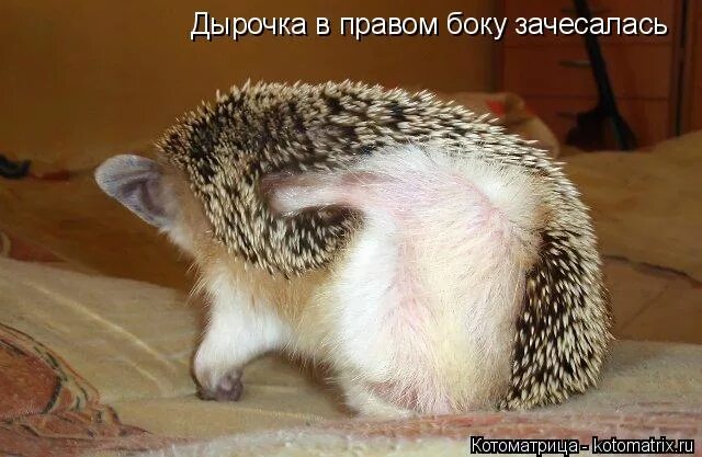 Ежик с дырочкой слушать. Ёжик резиновый с дырочкой. ежик с дырочкой в правом боку. ёжик резиновый с дырочкой в правом боку. ежик с дыркой в боку.