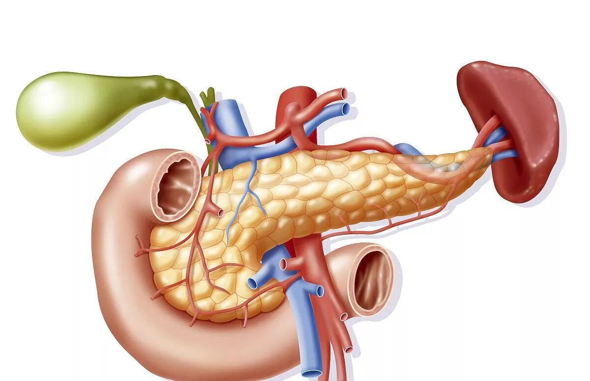 Поджелудочная железа pancreas. Tuber omentale поджелудочной. Поджелудочная железа 3д анатомия. Поджелудочная железа цена пересадки