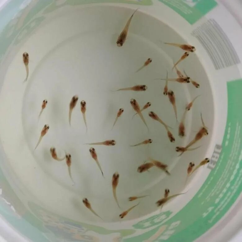 Живородящие аквариумные рыбки гуппи. Головастики гуппи. Рыбка гуппи мальки. Гуппи рыбки мальки. Гуппи рыбки мальки.