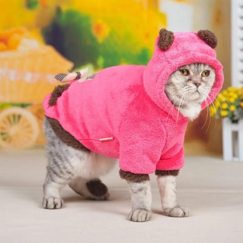 Кошечка с одеждой. Одежда для кошек. Кот в костюме. Одежка для котов. Костюм кошки.