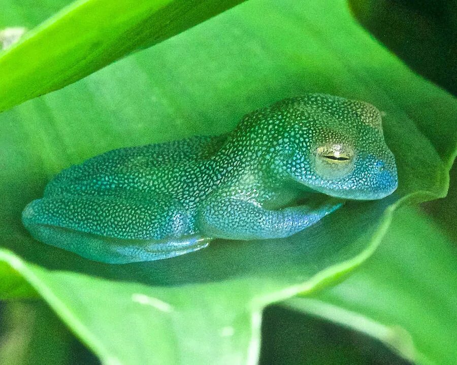 Elephant frog. Спящие лягушки. Сонная лягушка.