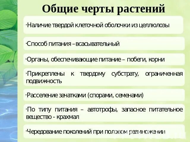 Отличительные особенности растительной. Общая особенность растений. Характерные особенности растений. Отличительные черты растений. Общие черты растений.