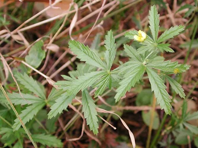 Как выглядят листья калгана File:Potentilla erecta in Aveyron (14).jpg Wikimedia Commons