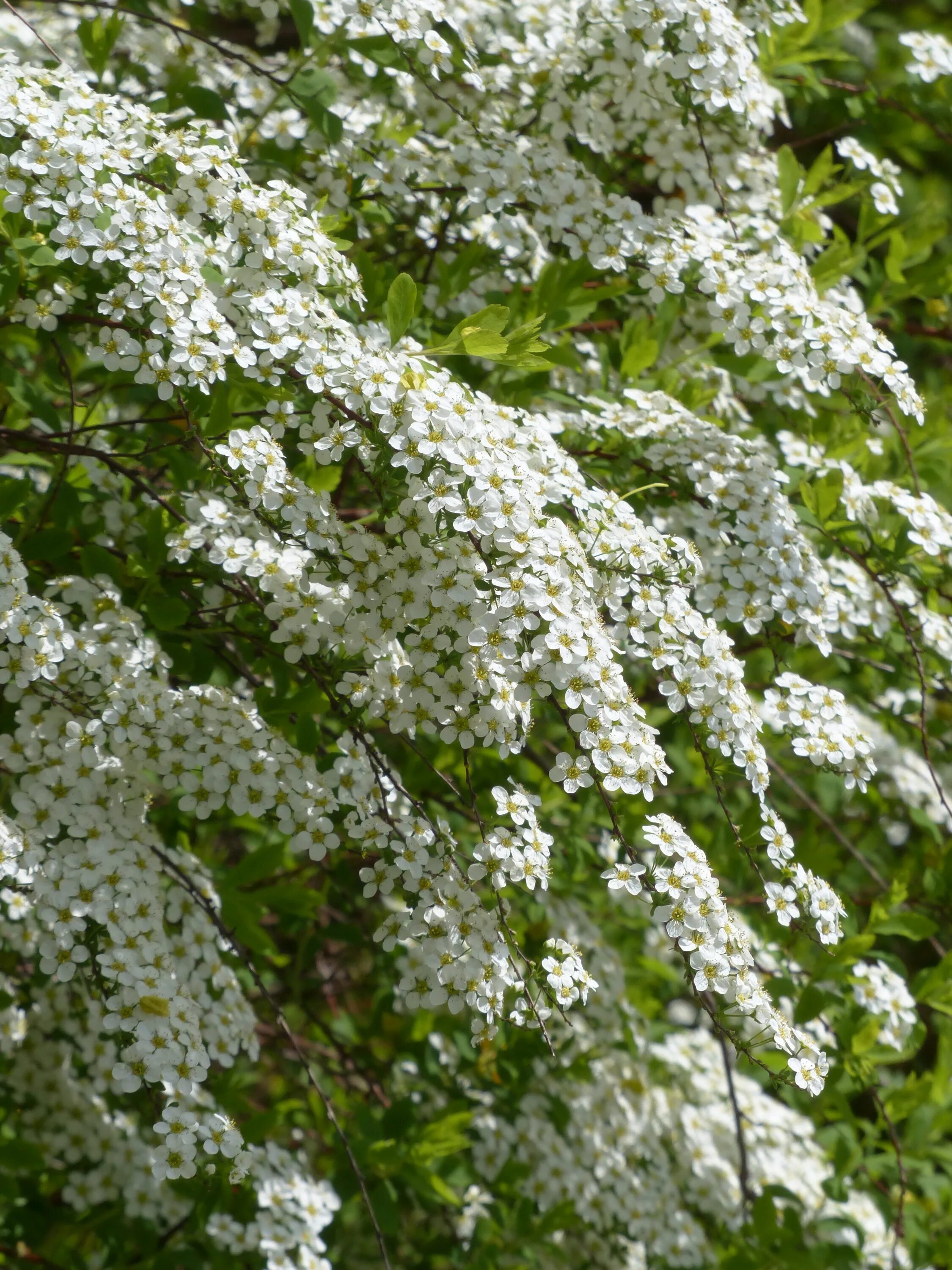 Белые кусты цветут в мае. Спирея аргута arguta. Спирея аргута (Spiraea arguta). Спирея аргута розовая. Спирея Калина.