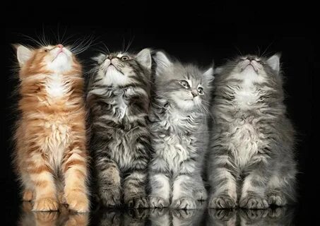 Four cat