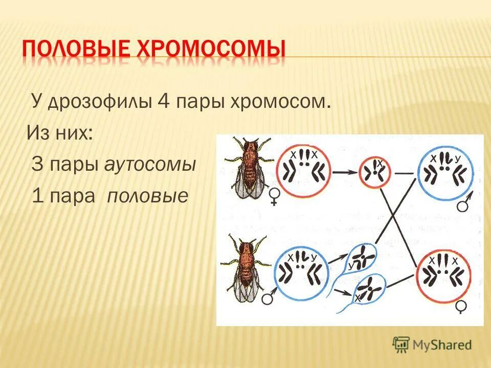 Половые хромосомы дрозофилы. Набор половых хромосом у дрозофилы. Муха дрозофила хромосомы. Набор хромосом у мухи дрозофилы.