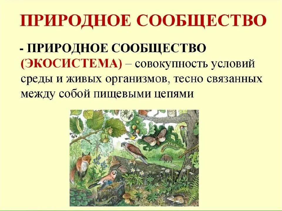 Что такое природное сообщество. Природные сообщества. природное сообщество это в биологии. многообразие природных сообществ. природные сообщества и экосистемы.