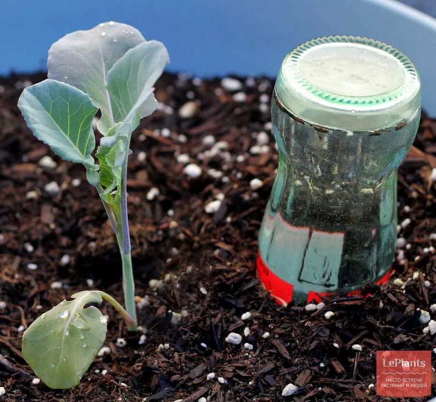 Автолейка - система автополива растений. Приспособления для полива цветов. Автоматическая система капельного полива для комнатных растений. Капельный автополив. Капельный полив для горшков.