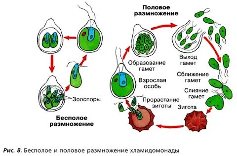 Половое размножение цикл